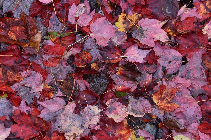 Herbstlaub im Wald von Claude Laprise