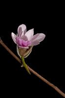 Paarse Magnolia knop opent, stilleven