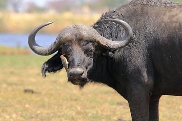 Buffel met ossenpikker (au) van Petervanderlecq