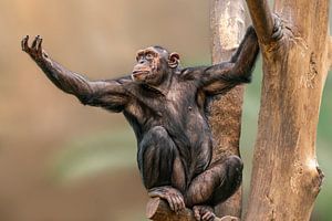 Chimpanzé assis sur un arbre, le bras tendu sur Mario Plechaty Photography