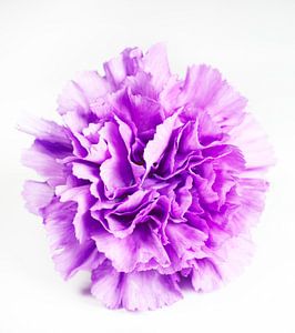 Purple Carnation on White