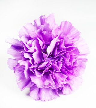 Purple Carnation on White by Iris Holzer Richardson