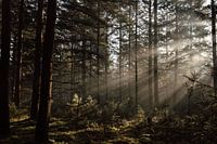 Mysterious pine forest