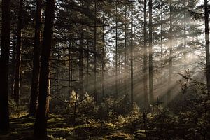Mysteriöser Kiefernwald