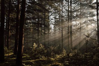 Mystérieuse forêt de pins