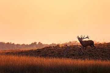 Edelherten in de ondergaande zon van Evert Jan Kip