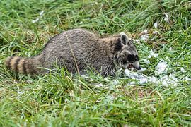 raton laveur sur Loek Lobel