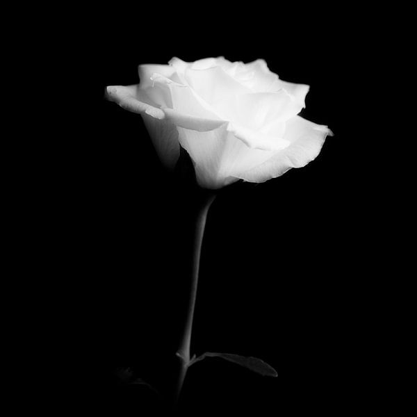 witte roos van Peter Baak