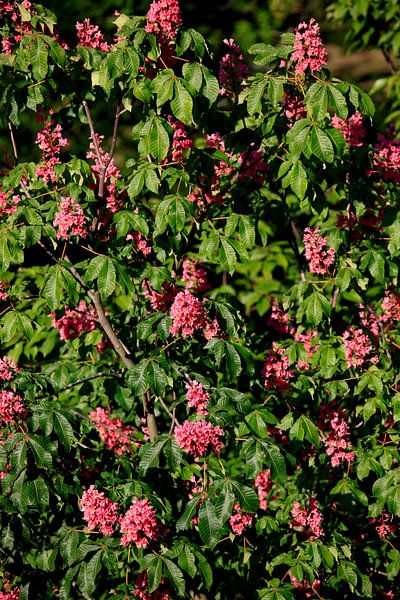 Kastanjeboom van Thomas Jäger