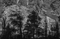 Shadow forest