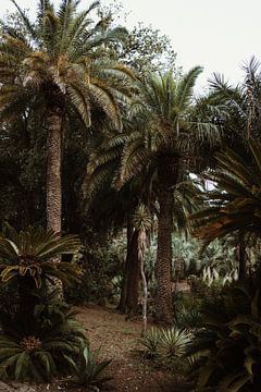 Botanische tuin - palmbomen van Anne Verhees