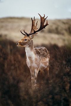 Majestueuze damhert in de duinen van Dave Adriaanse