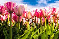Wit roze tulpen tegen een blauwe hemel van Brian Morgan thumbnail