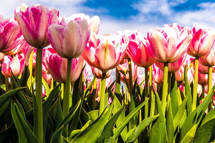 Wit roze tulpen tegen een blauwe hemel van Brian Morgan