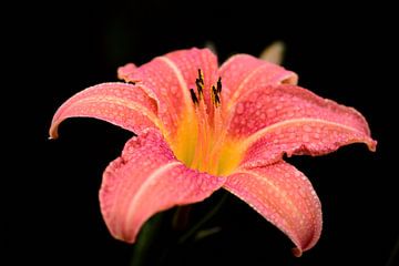Orange daylily with drops of water by Ulrike Leone