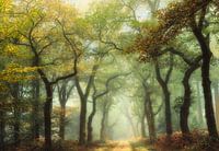 the ancient oaks