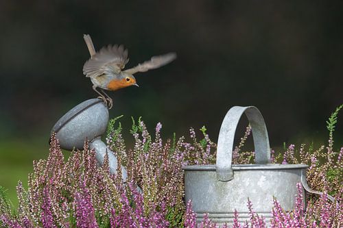 robin