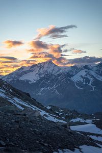Weishorngruppe au lever du soleil