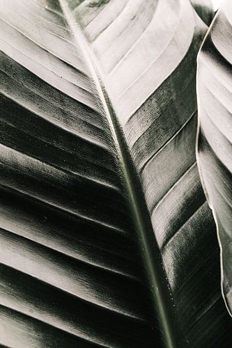 Bananier vert botanique, Strelitzia nicolai