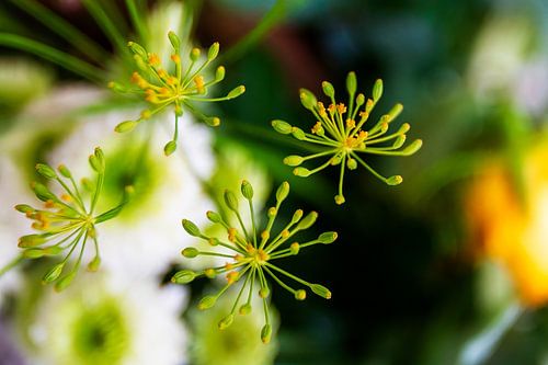 Grüne Dillsorte mit gelben Knospen