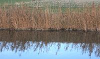 riet en water