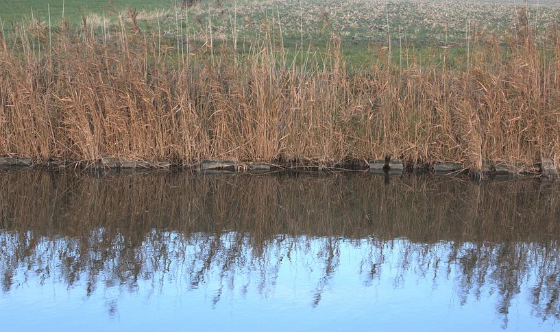 riet en water by Jean Jacobs