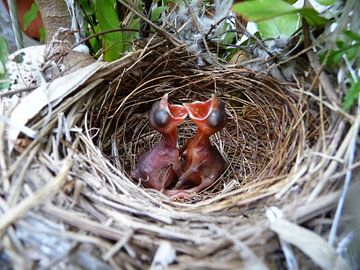Hatched birds