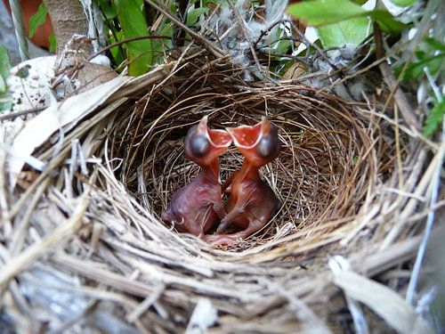 Hatched birds