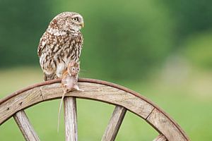 Steenuil met prooi van Miranda Bos