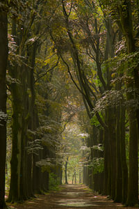 Schöne Farben nach Regen im Wald