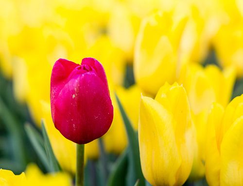 Rode tulp tussen gele tulpen