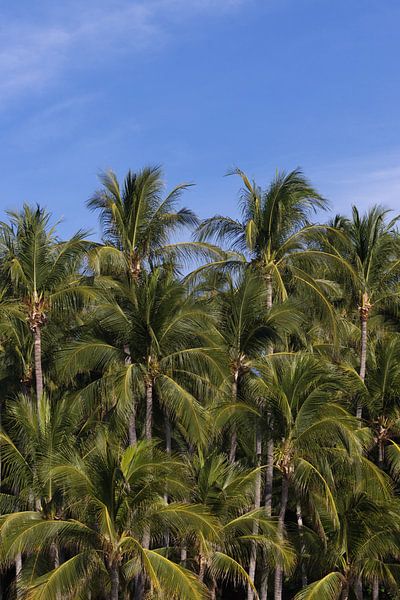 Palm trees | Tropical vibes | Puerto Escondido | Mexico by Kimberley Helmendag
