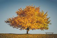 Golden autumn -The tree and the bench