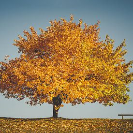 Golden autumn -The tree and the bench by Jonathan Schöps | UNDARSTELLBAR.COM — Visual thoughts about God