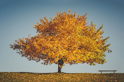 Automne doré - L'arbre et le banc