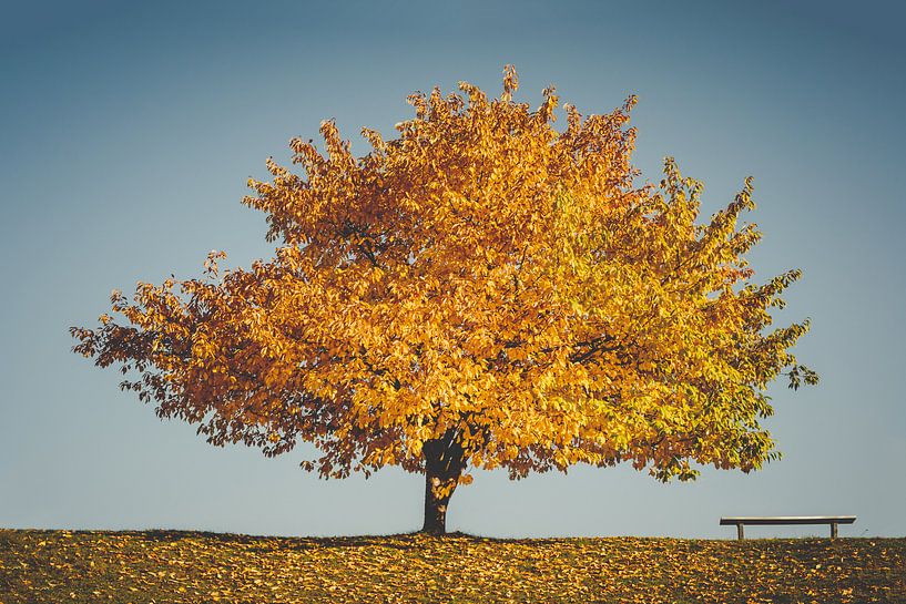 Gouden herfst -De boom en de bank van Jonathan Schöps | UNDARSTELLBAR.COM — Visuele gedachten over God