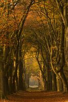 Herbstspaziergang im Wald im Morgenlicht
