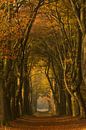 Autumn walk in the forest in the morning light by Marjon Meinders thumbnail