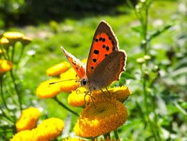 Lycaena tityrus by T. Berrevoet