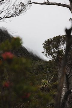Cradle Mountain: Een Symbool van Tasmanische Wildernis van Ken Tempelers