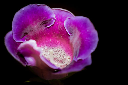 Paarse bloem