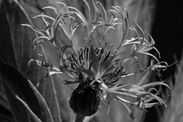 Bleuet en noir et blanc