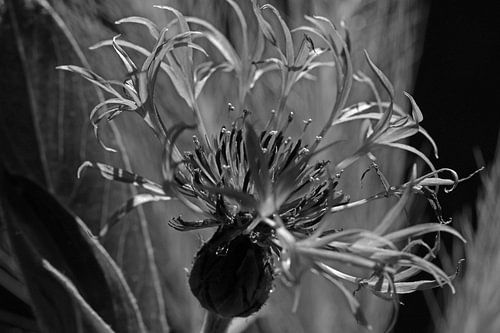 Korenbloem in zwartwit