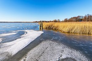 Schilf und Dalben am Bodden bei Wieck auf dem Fischland-Darß im