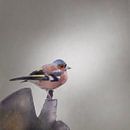 Finch Watercolor by Emmy Van der knokke thumbnail