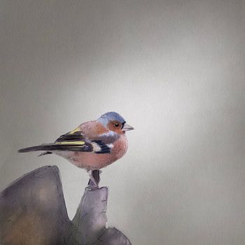 Vink Aquarel