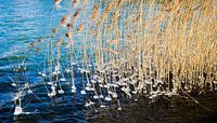 Print wallpaper ice cream in the reeds