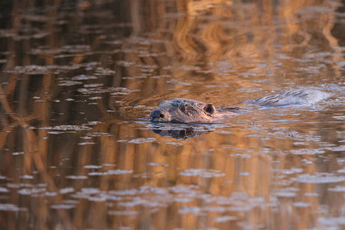 European beaver  Baden Wuerttemberg Germany
