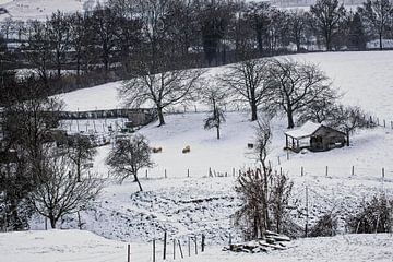 Sheep in meadow @ Gulpen by Rob Boon