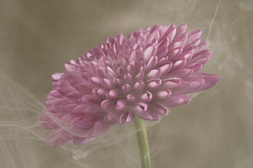 Dreamy romance: smoke swirling around a pink dahlia by Marjolijn van den Berg